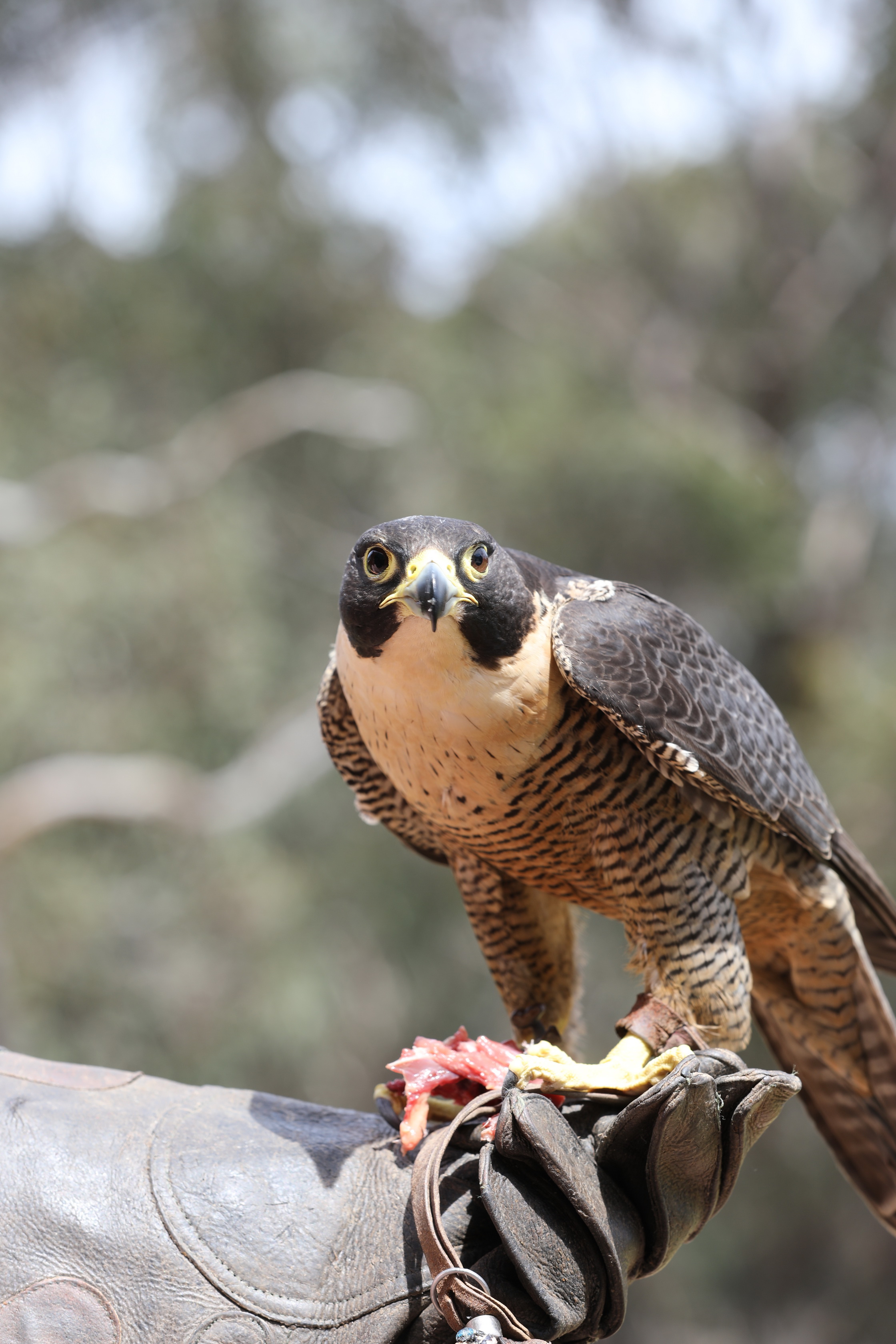 Peregrine Falcon